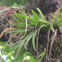 Oberonia thwaitesii Hook.f.